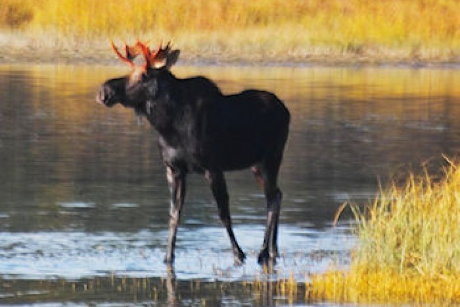Moose 2